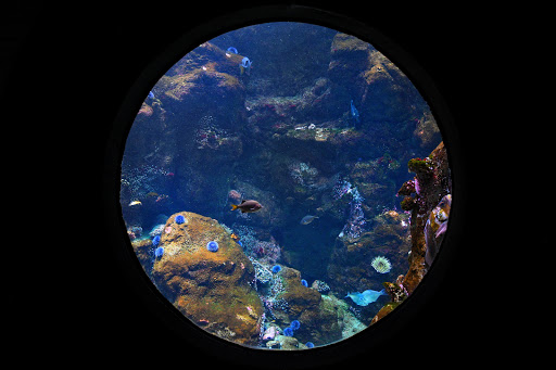 Aquarium «Steinhart Aquarium», reviews and photos, 55 Music Concourse Dr, San Francisco, CA 94118, USA