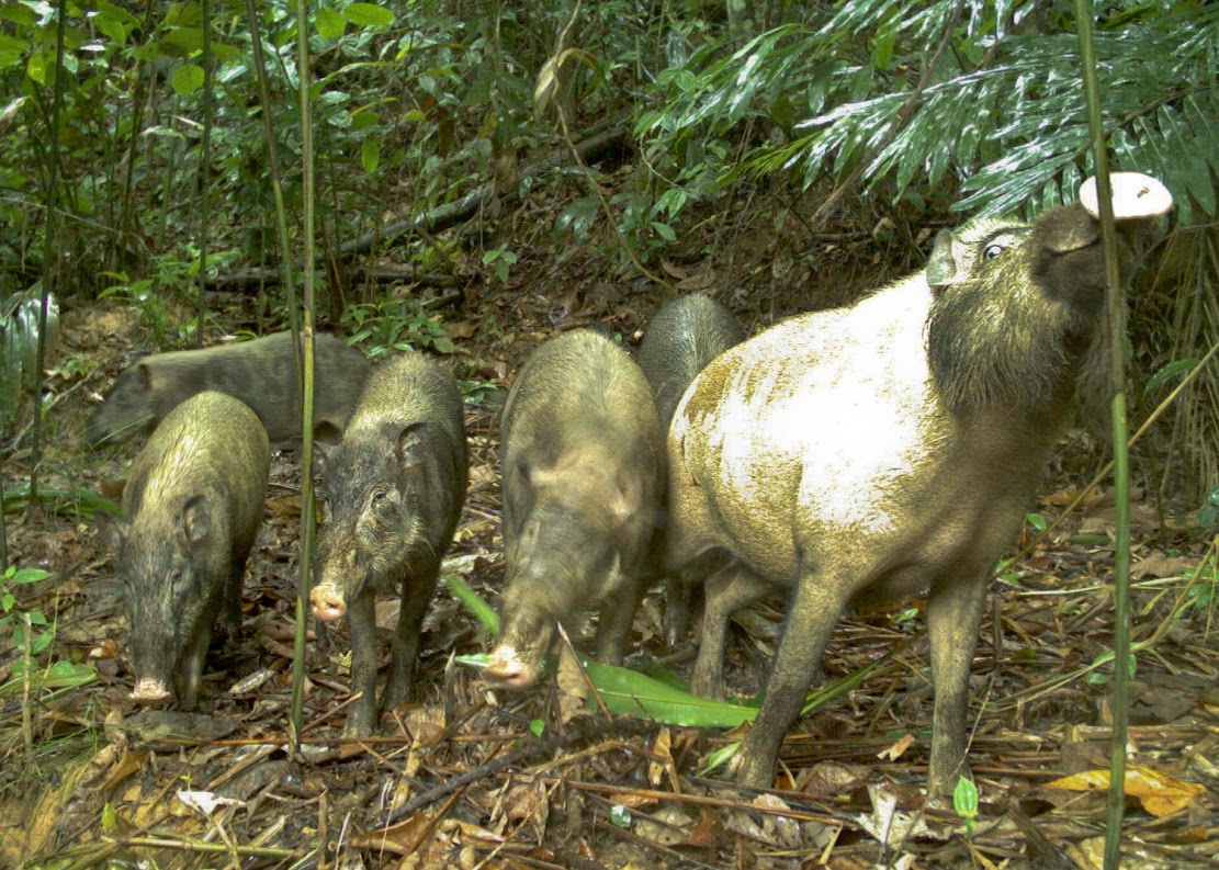 Logged rainforests can be an 'ark' for mammals, extensive study shows Logged rainforests can be an 'ark' for mammals, extensive study shows