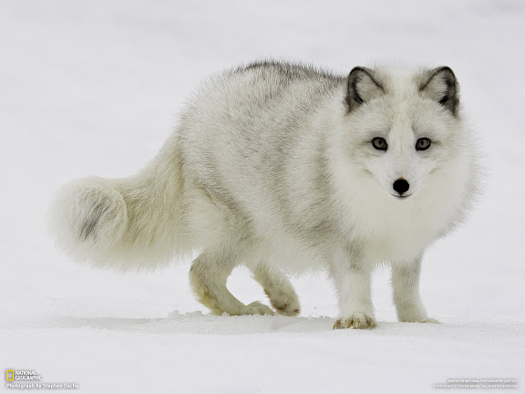  National Geographic