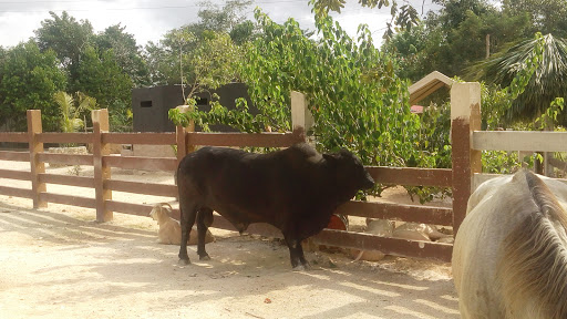 Tierra De Animales, Leona Vicario,, Valladolid - Cancun 79, Leona Vicario, Q.R., México, Refugio para animales | QROO