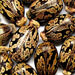 Castor Seed Oil Castor Seed Oil