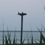 Ospreys by the hotel...that is all