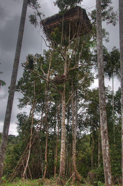 korowai-tree-house-1