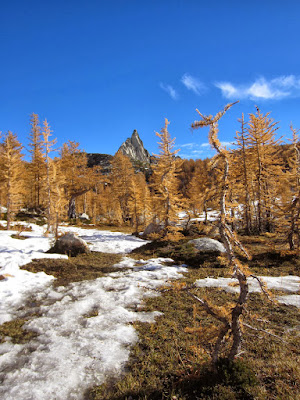 Lots of golden Larch trees with Prusik looming in the distance