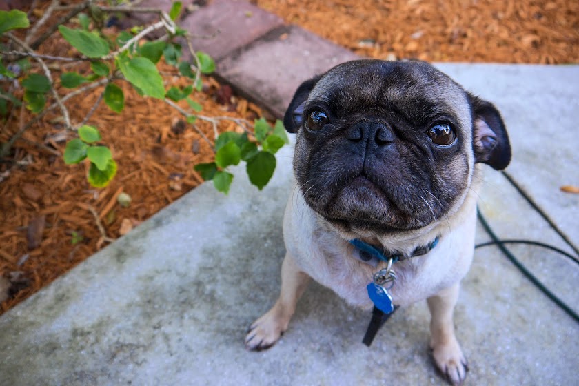 Buddy the Mischievous Pug