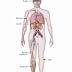 शरीर के तंत्र (Systems of Body)