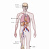 शरीर के तंत्र (Systems of Body)