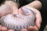 photo of 94 trafficked pangolins released into Sumatran wilds after massive bust image