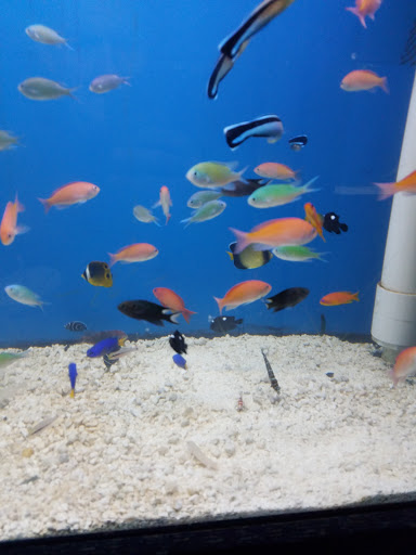 Tropical Fish Store «Aqua Life Aquarium», reviews and photos, 4235 Pacific St # B, Rocklin, CA 95677, USA
