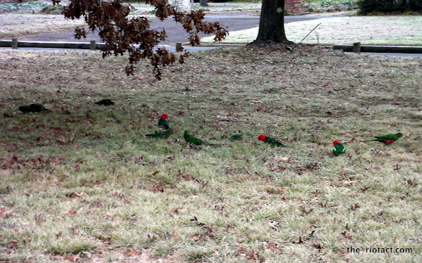 king parrots