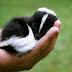 What is the Skunk's Defense Mechanism?