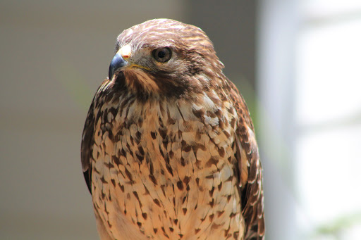 Zoo «Audubon Center for Birds of Prey», reviews and photos, 1101 Audubon Way, Maitland, FL 32751, USA