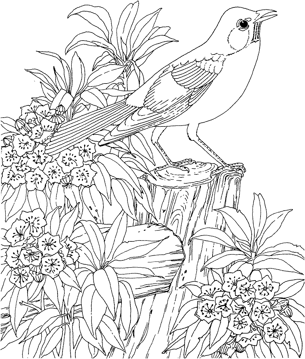 Secret Garden colouring in for all The Guardian - free coloring pages to print for adults