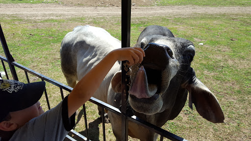 Zoo «Dutch Creek Farm Animal Park», reviews and photos, 6255 N 1000 W, Shipshewana, IN 46565, USA