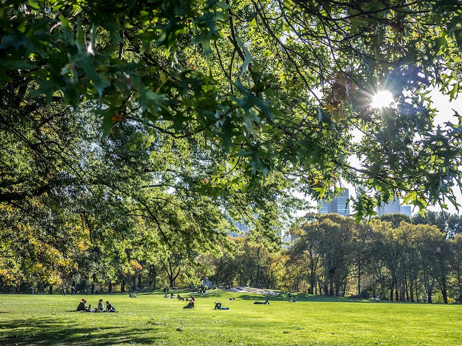 Sheep Meadow