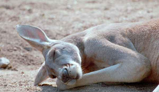 Foto del canguro durmiendo plácidamente Foto del canguro durmiendo plácidamente