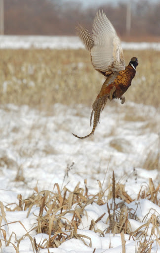 Hunting Club «Coon Creek Hunt Club», reviews and photos, 11050 Slough Rd, Garden Prairie, IL 61038, USA