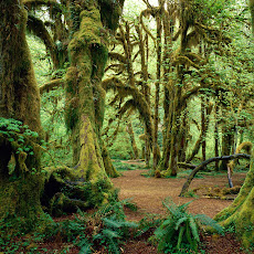 Foto-Foto Hutan Tropis Lebat dan Indah Seen On www.coolpicturegallery.us Foto-Foto Hutan Tropis Lebat dan Indah Seen On www.coolpicturegallery.us