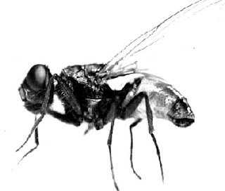 Imagen de la mosca en blanco y negro Imagen de la mosca en blanco y negro
