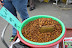 insect larvae YUM
