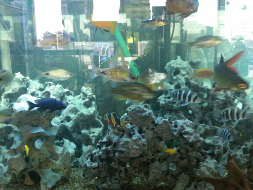 Tropical Fish Store «Ultimate Fish», reviews and photos, 4716 Farm to Market 2920 #5, Spring, TX 77388, USA