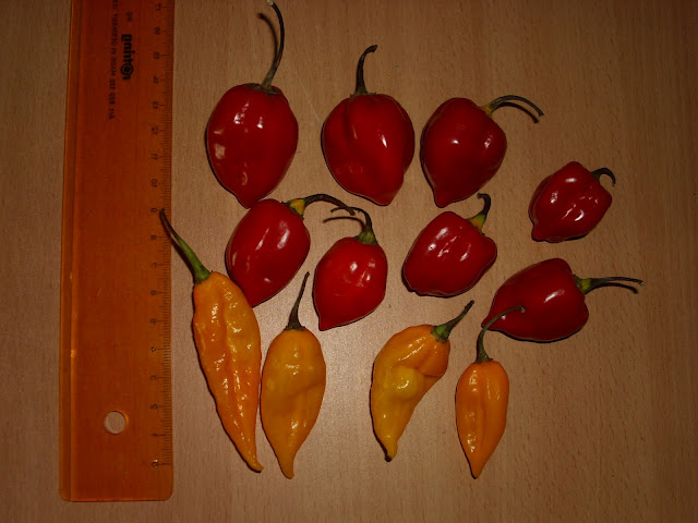 DSCI0159.JPG