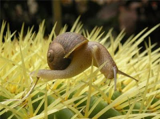 Caracol pequeño Caracol pequeño