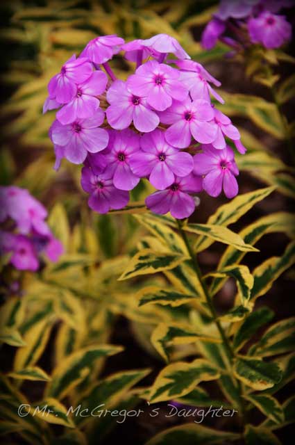 Flocks of Phlox for a Blooming Blogaversary