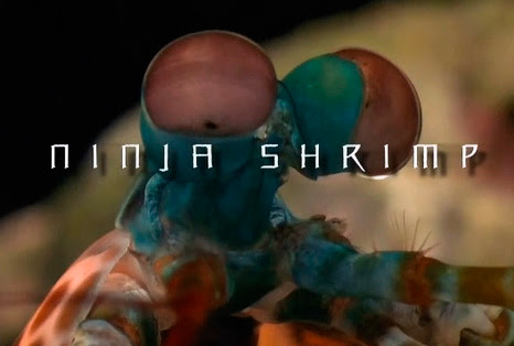 Wojownicze skorupiaki / Ninja Shrimp (2010) PL.720p.HDTV.x264 / Lektor PL Wojownicze skorupiaki / Ninja Shrimp (2010) PL.720p.HDTV.x264 / Lektor PL