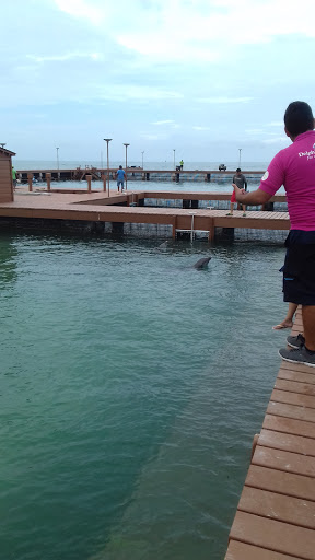 Delphinus Playa Mujeres, Mar Caribe, 500, Cancún, Q.R., México, Aquarium | QROO