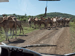 Camels are bred and exported for racing