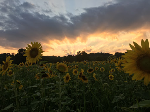 Tourist Attraction «Sussex County Sunflower Maze», reviews and photos, 101 Co Rd 645, Sandyston, NJ 07826, USA