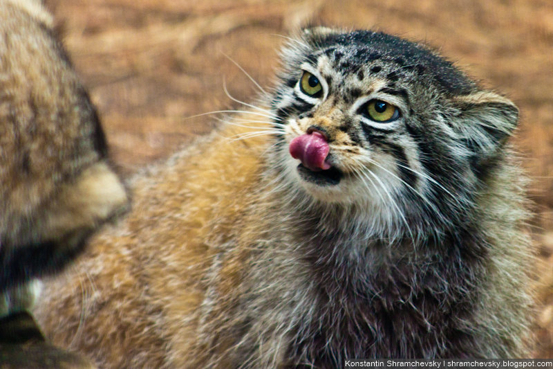 USA Colorado Cheyenne Mountain Zoo Pallas Cat США Колорадо Шайенн Маунтин Зоопарк Манул