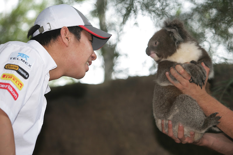 Камуи Кобаяши с коалой в мельбурнском зоопарке перед Гран-при Австралии 2012