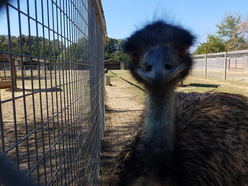 Zoo «Tupelo Buffalo Park & Zoo», reviews and photos, 2272 Coley Rd, Tupelo, MS 38801, USA