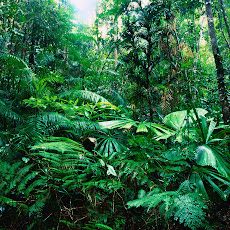 Foto-Foto Hutan Tropis Lebat dan Indah Seen On www.coolpicturegallery.us Foto-Foto Hutan Tropis Lebat dan Indah Seen On www.coolpicturegallery.us