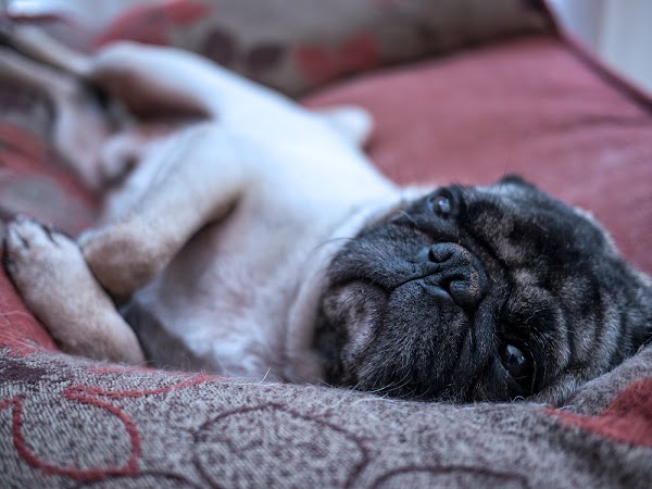 Buddy the Mischievous Pug