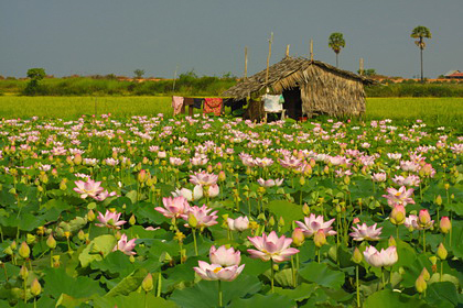 Lotosové pole nedaleko jezera Tonle Sap, Kambodža