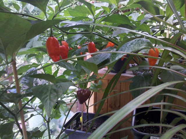2012-10-02_13-12-20_578.jpg