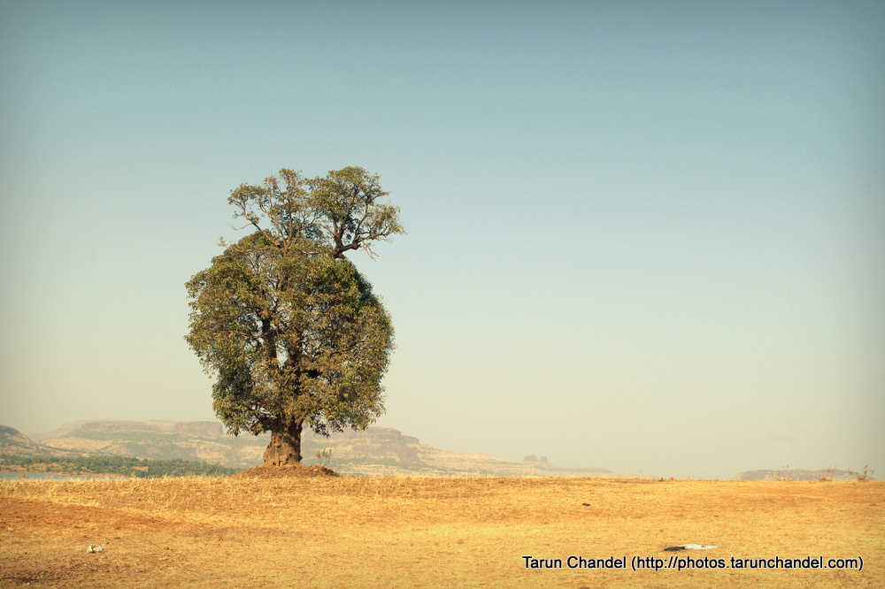 Old Tree, Tarun Chandel Photoblog