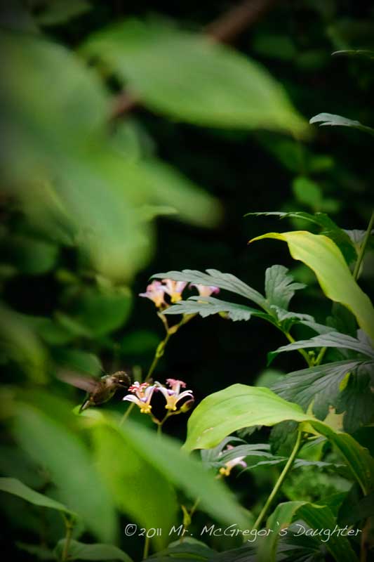 News Flash- Hummingbirds Visit Tricyrtis