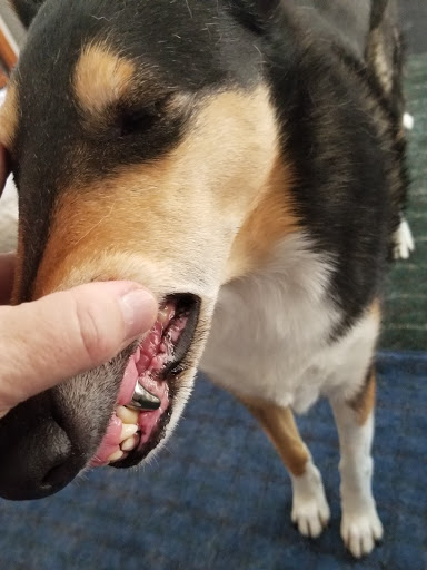 Veterinarian «Arizona Veterinary Dental Specialists», reviews and photos