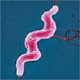 Campylobacter Campylobacter