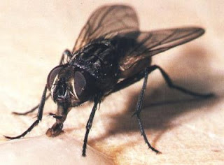 Foto de la mosca Foto de la mosca