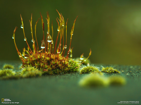  National Geographic