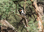 Northern red-billed hornbill