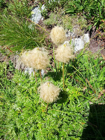 Mini Lorax trees!