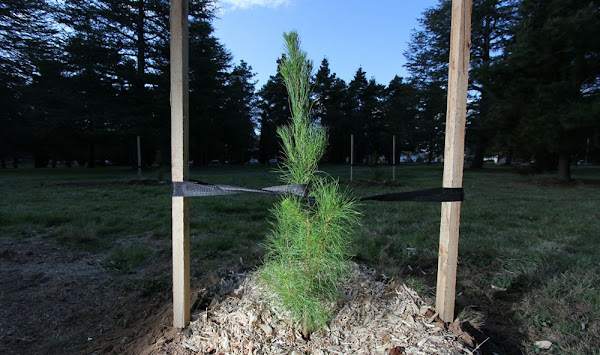 tree planting