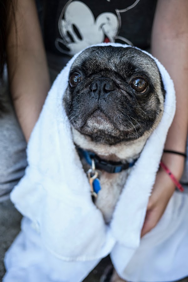 Buddy the Mischievous Pug