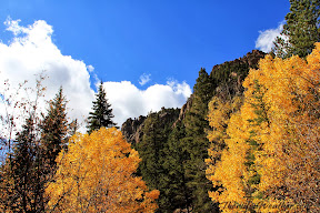 Golden leaves, green pine, and blue sky in Pike National Forest. See more images of the autumn weather and colors in the slideshow below.  (ThorntonWeather.com)